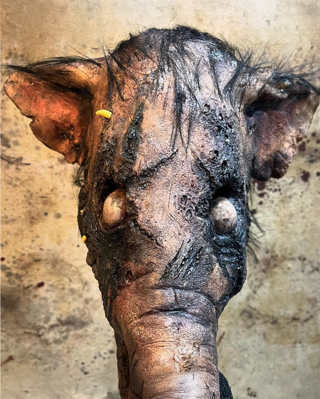 Verottende Kadaver Schweine Maske