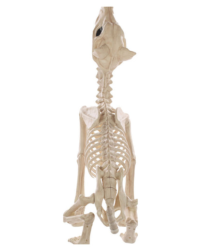 Werwolf Skelett 70cm