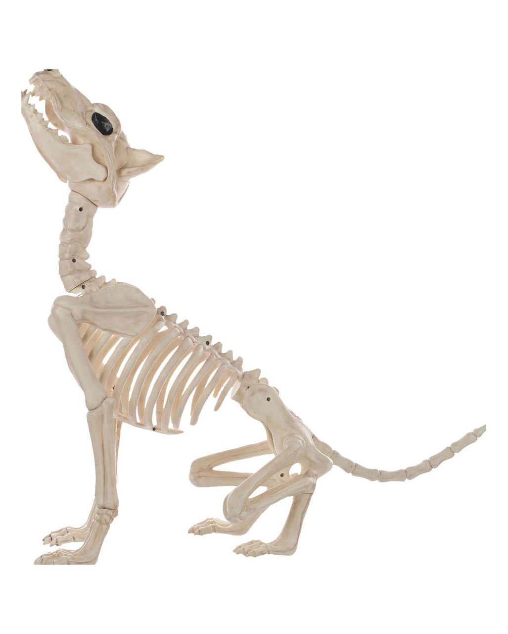 Werwolf Skelett 70cm
