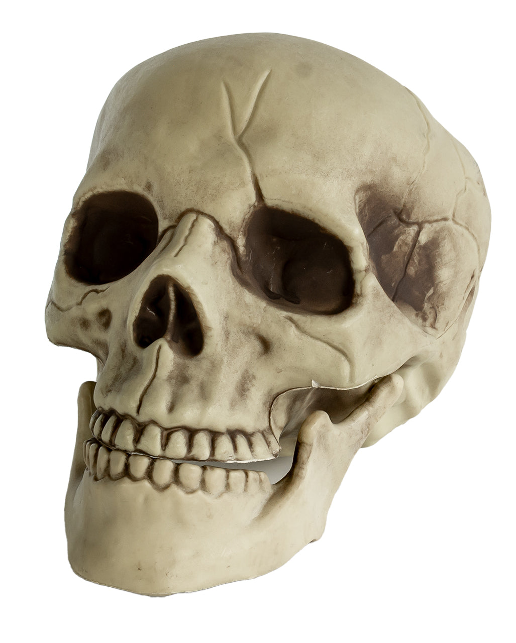 Realistic Skull With Movable Jaw 20cm