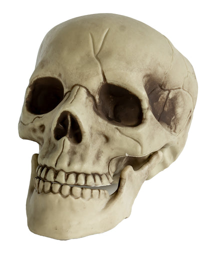 Realistic Skull With Movable Jaw 20cm