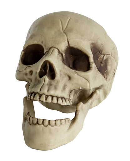Realistic Skull With Movable Jaw 20cm
