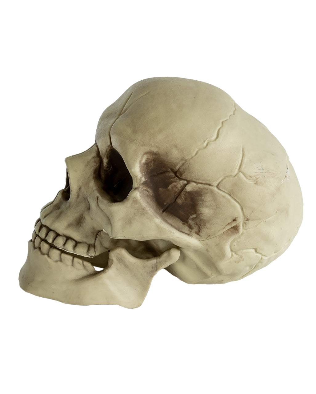 Realistic Skull With Movable Jaw 20cm