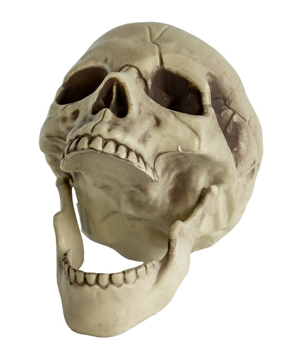 Realistic Skull With Movable Jaw 20cm