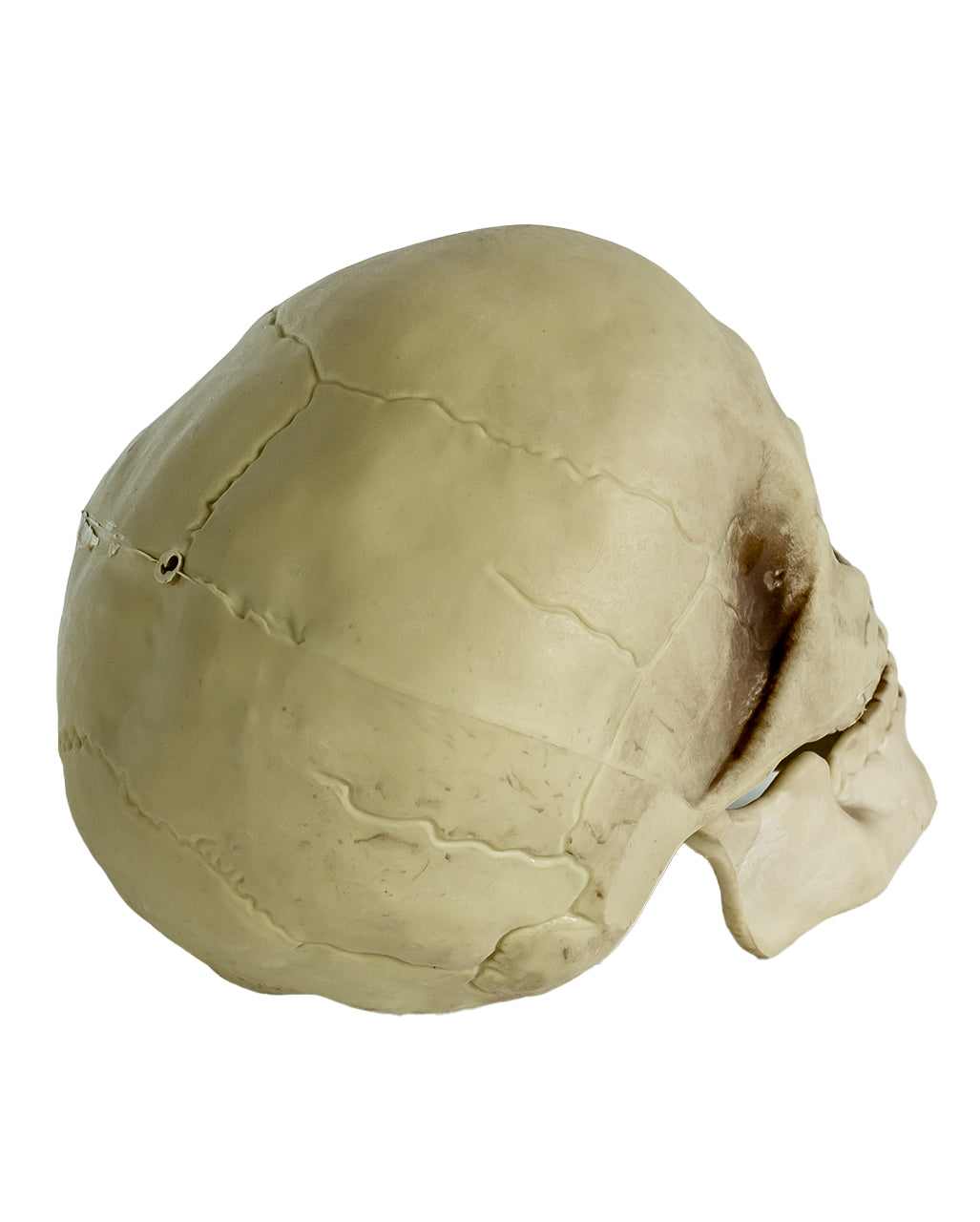 Realistic Skull With Movable Jaw 20cm